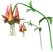 Glockenblumen