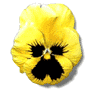 Malvorlagen Blume