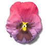 Ausmalbilder Blumen