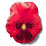 Bl&uuml;te