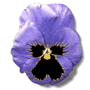 Blume gelb rot violett weiss