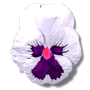 Malvorlagen Blumen
