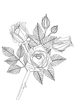 Ausmalbild Rosen