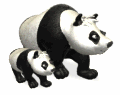 Panda mit Pandababy