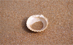Ausmalbilder-Seiten... fast so viele wir Sand am Meer