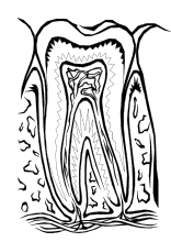 Anatomie des Zahns