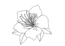Ausmalbild Hibiskus-Blüte