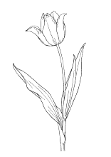Ausmalbilder Tulpe