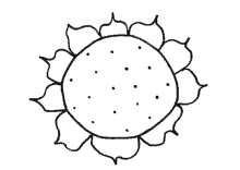 Malvorlage Sonnenblume