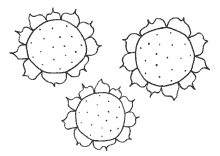 Vorlage Sonnenblumen