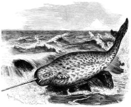 Zeichnung eines Narwal mit Einhornzahn