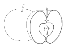 Äpfel aufgeschnitten Kerngehäuse