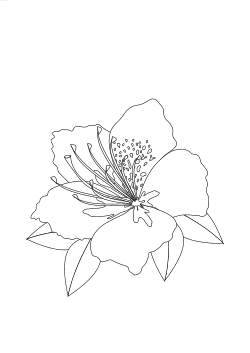 Hibiscusblüte
