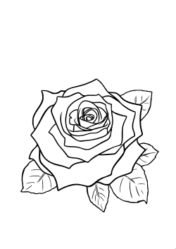 Rosenkarte ohne Text