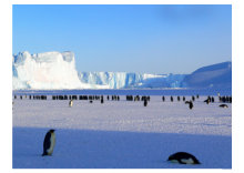 Pinguine im Eismeer