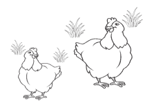 Ausmalbilder Hühner