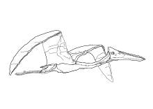 Ausmalbilder Flugsaurier Pterodactyl