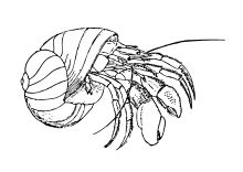 Malvorlage Schneckenhauskrebs
