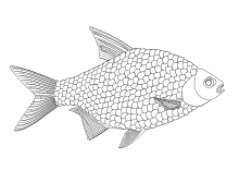 Malvorlage Fisch