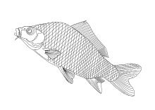 Zum fisch ausdrucken mandala 39 Fische