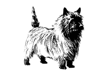 Hunderasse Terrier