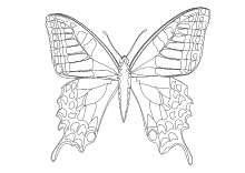 Pdf ausmalen schmetterling zum Schön Schmetterling