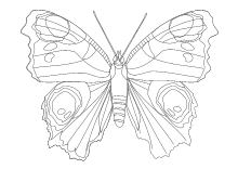 Pdf ausmalen schmetterling zum Bastelvorlage Schmetterling