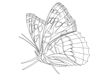 Malvorlage Schmetterling