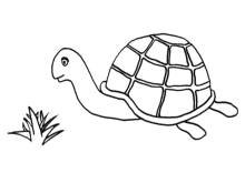 Schildkröte Ausmalbild