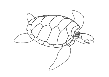 Schildkröte Ausmalbild