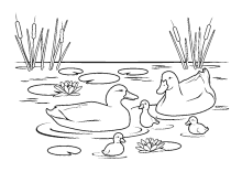 Entenfamilie im Teich