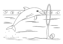 Delfinvorführung