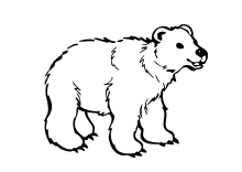 Kleiner Bär