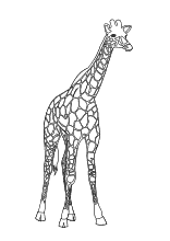 Malvorlage Giraffe