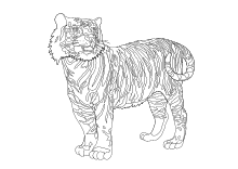 Malvorlage Tiger