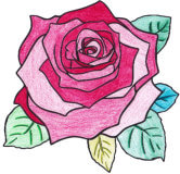 Grosse Rosenblüte